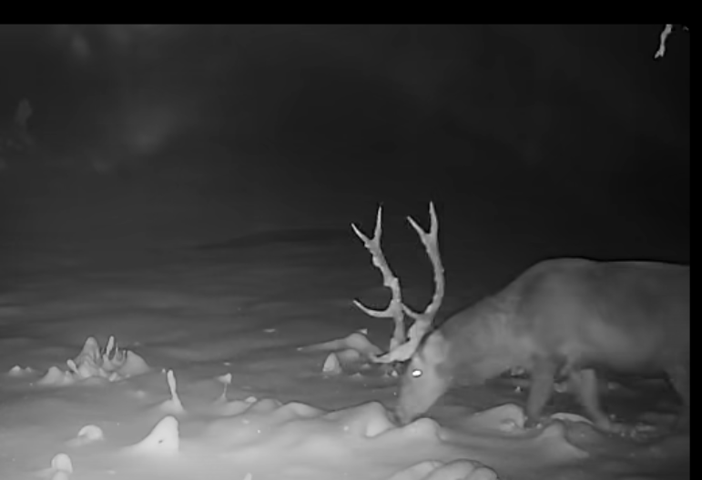 DRAMA U ZAVEJANOJ ŠUMI Jelen u sekundi nanjušio opasnost - lovci snimili neverovatnu scenu 